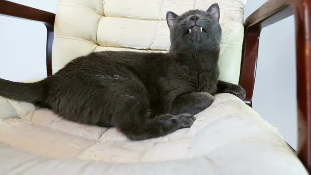 Cat sitting in a scratched chair. Cat Scratching furniture (sharpening claws). Crannied Office Chair (armchair). Restoration of Old Furniture, Replacing Material, update.