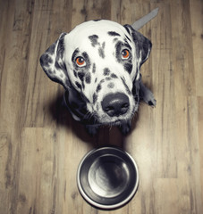 Obrazy na Szkle  Pies jest bardzo głodny – siedzi obok miski