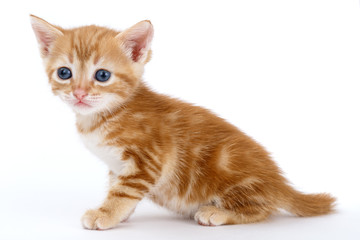 Auburn striped kitten sits on a white background.