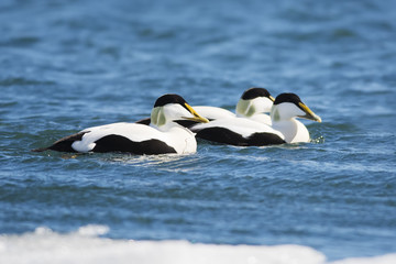 Ducks in Jokulsarlon, Iceland