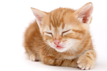 Auburn striped kitten lies on a white background.