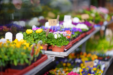 Fototapeta na wymiar Beautiful flowers sold in outdoor flower shop in small town in Germany