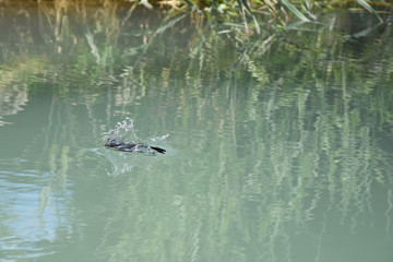 Barn Swallow plunged into the water. Hirundo rustica.