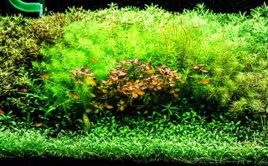 A green beautiful planted tropical freshwater aquarium with smal