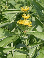 Echter Alant, Inula helenium