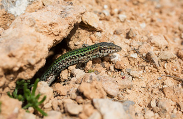 Green lizard in the stones