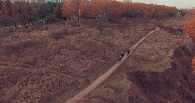 Aerial shot of golden trees on river bank during autumn season. People walking along the footpath near river bank. Moscow suburbs, Strogino district, Russia.