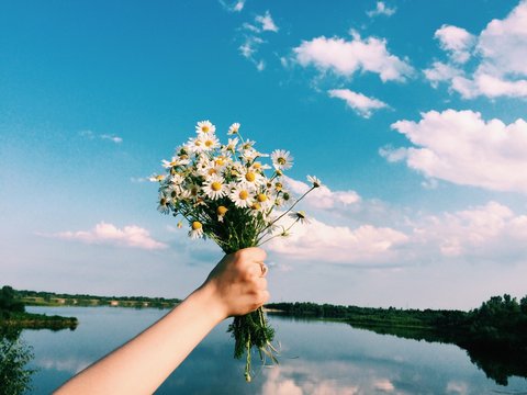 букет ромашек в руке