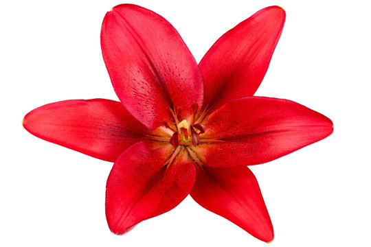 Flower of a red lily isolated on white background. Photographed