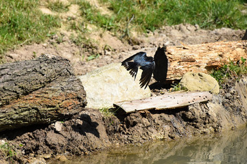 Barn Swallow wings have dried from water on the stone. Hirundo rustica.
