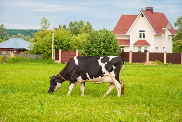 Spotted cow grazing in a meadow in the village