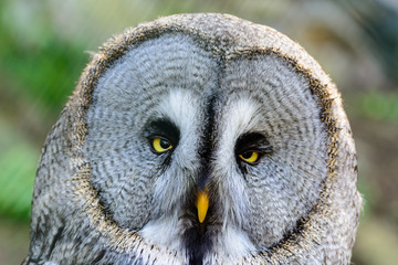 Great Grey Owl with blurred background.