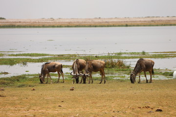 Wildebeest Herd