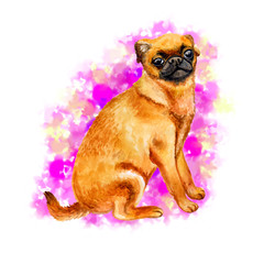 Watercolor closeup portrait of cute Petit Brabancon breed dog isolated on white background. Shorthair small brown dog posing at dog show. Hand drawn sweet home pet. Greeting card design. Clip art