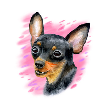 Watercolor closeup portrait of cute Prague Ratter or Prazsky krysarik breed dog isolated on white background. Shorthair small smooth dog portrait. Hand drawn home pet. Greeting card design. Clip art