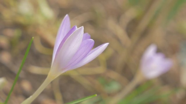 Beautiful early spring crocus flower on the wind 4K 2160p UHD video - Iris family crocus plant shallow DOF 4k 3840X2160 UHD footage 