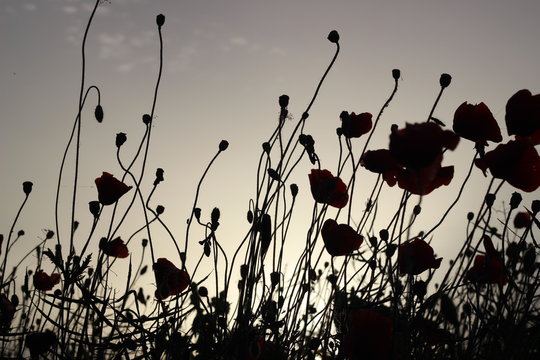 Black and reds silhouettes of poppies flowers on the field during sunset in backlight