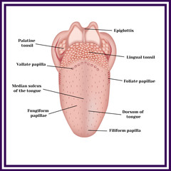 The structure of human tongue