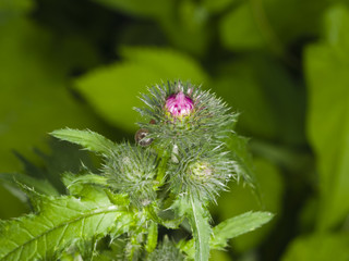 Blooming Thistle, Carduus, flower buds macro with bokeh background, selective focus, shallow DOF