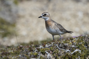 female Mongolian plover standing in the tundra summer day