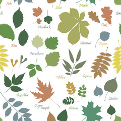 Vector seamless pattern of multicolor leaves silhouettes with names on white background. Linden, ash, oak, maple, box elder, hawthorn, chestnut, birch, elm, willow, aspen, acacia, rowan, lilac, rowan