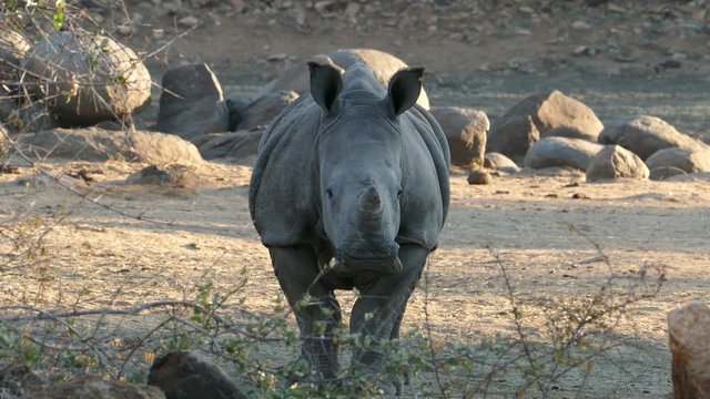 Young rhino stands in front of the viewer and watches him.