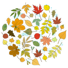 Creative autumn round design: multicolored leaves of various trees and rain drops. Linden, ash, oak, maple, chestnut, birch, elm, willow, aspen, rowan. Vector illustration on white background.