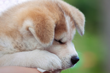 Japanese Akita Inu puppy, dog sleep