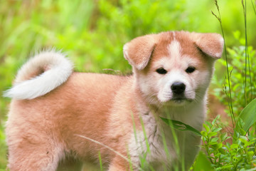 Japanese Akita Inu puppy, dog close up