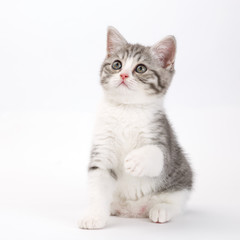 Fototapeta na wymiar Young gray kitten sits on a white background holding up his paw