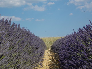lavande