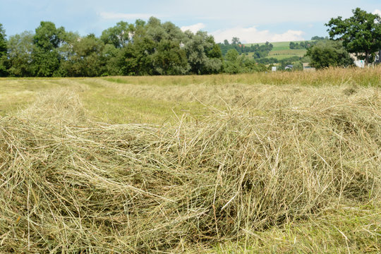 Heu am Feld in Reihen