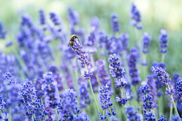 bushes of lavender field