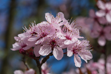 Fleurs de Prunus