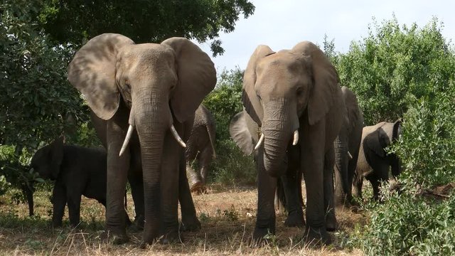 Calm scene of an elephant herd in the Kruger national park. Two elephants of the herd stand in front of the viewer, browse and move their ears to cool down.