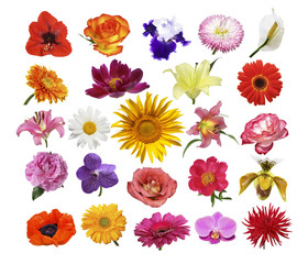 Collage of different bright multi-colored flowers on a white background isolated