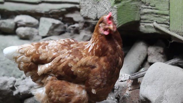 Куры и петух во дворе