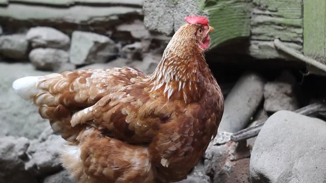 Куры и петух во дворе
