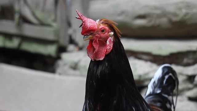 Куры и петух во дворе