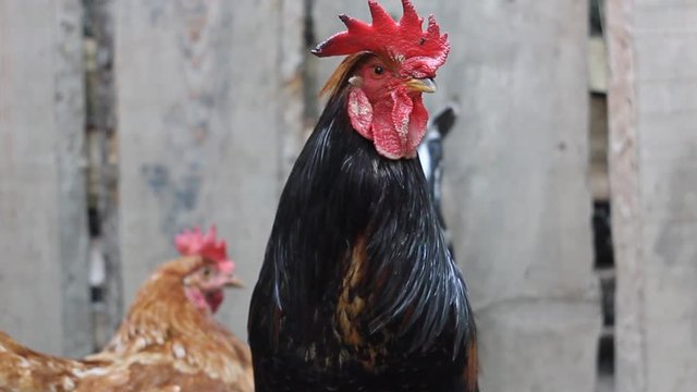 Куры и петух во дворе