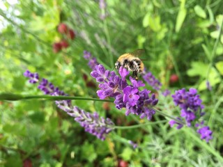 the bee