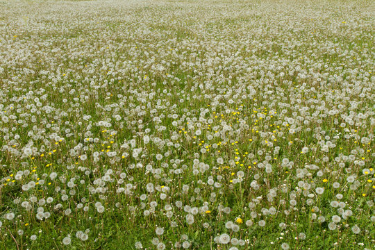 Pusteblumenwiese Bilder – Durchsuchen 9,160 Archivfotos, Vektorgrafiken ...