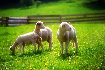 Photo sur Aluminium Moutons Petits agneaux broutant sur une belle prairie verte avec pissenlit.