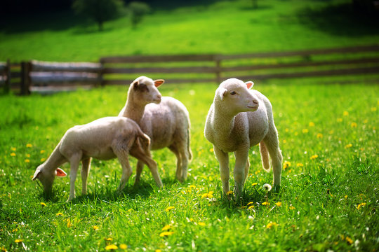 Little lambs grazing on a beautiful green meadow with dandelion.