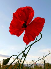 Mohnblume vor blauem Himmel