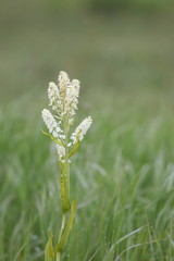 コバイケイソウ