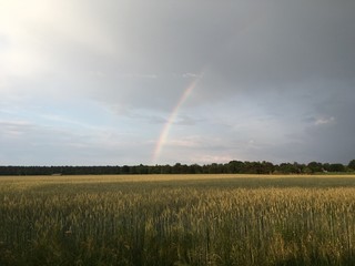 the rainbow