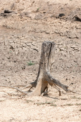 Cracked dry land without water.Abstract background.