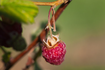 Wild strawberry in forest . Macro shot. Shallow depth of field