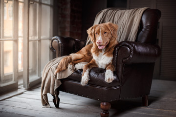dog in the armchair at home Duck Tolling Retriever - obrazy, fototapety, plakaty